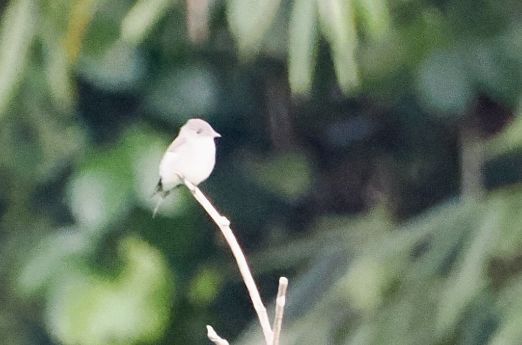 Eastern Wood-Pewee - ML646321778