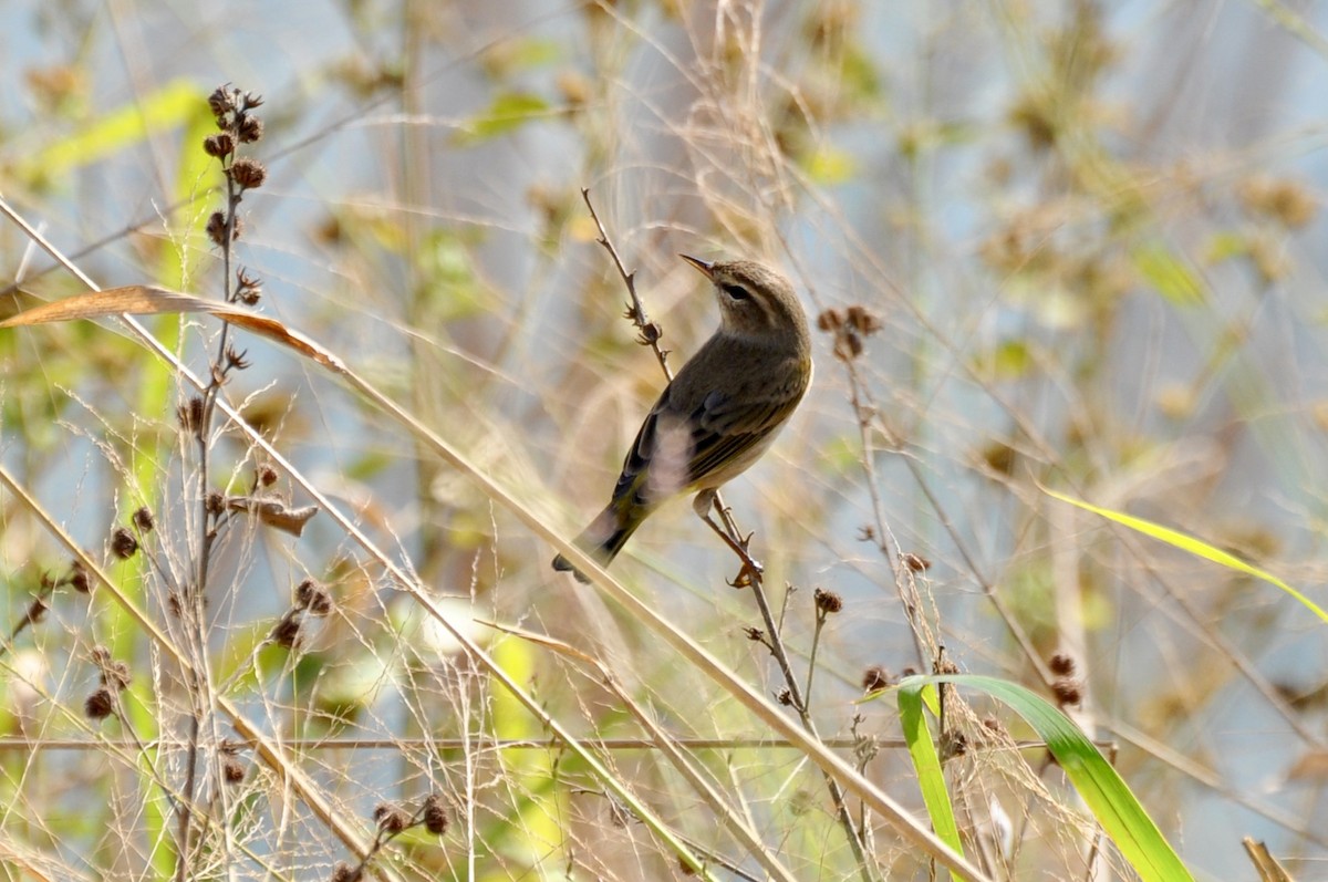 Palm Warbler (Western) - ML646321779