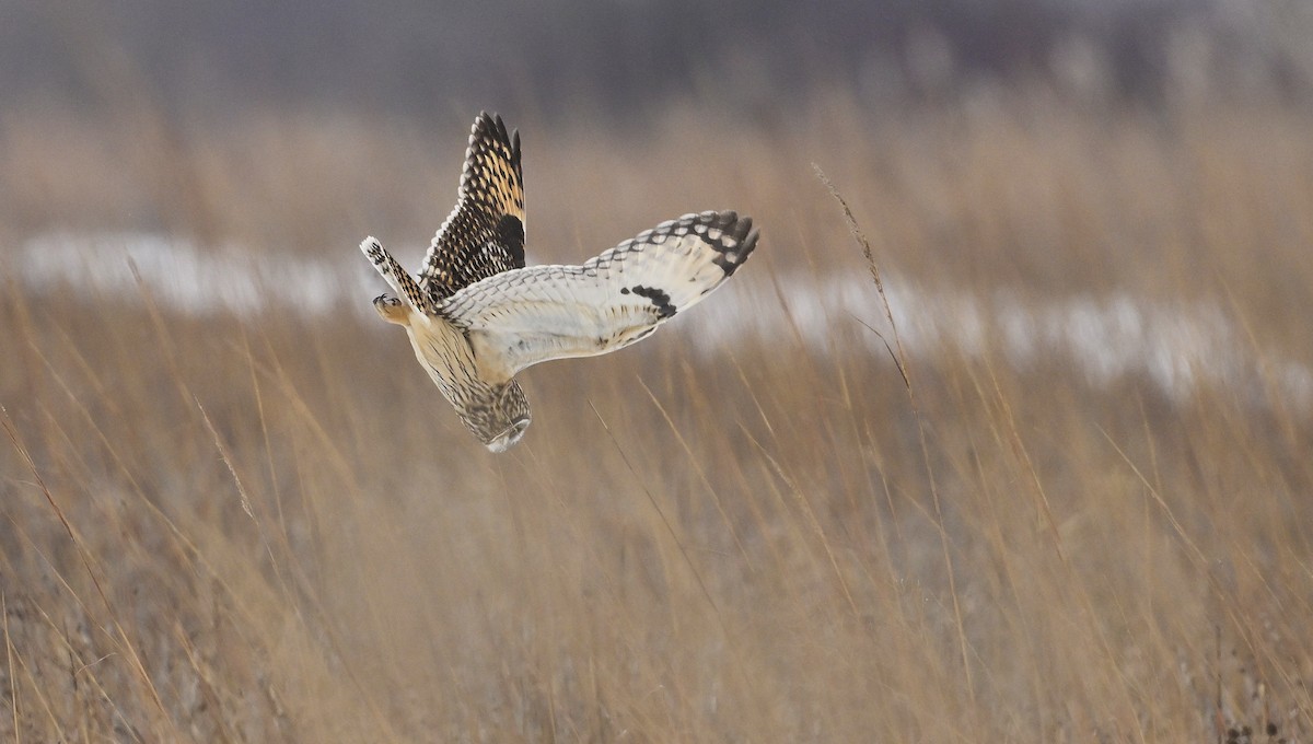 Short-eared Owl - ML646321783