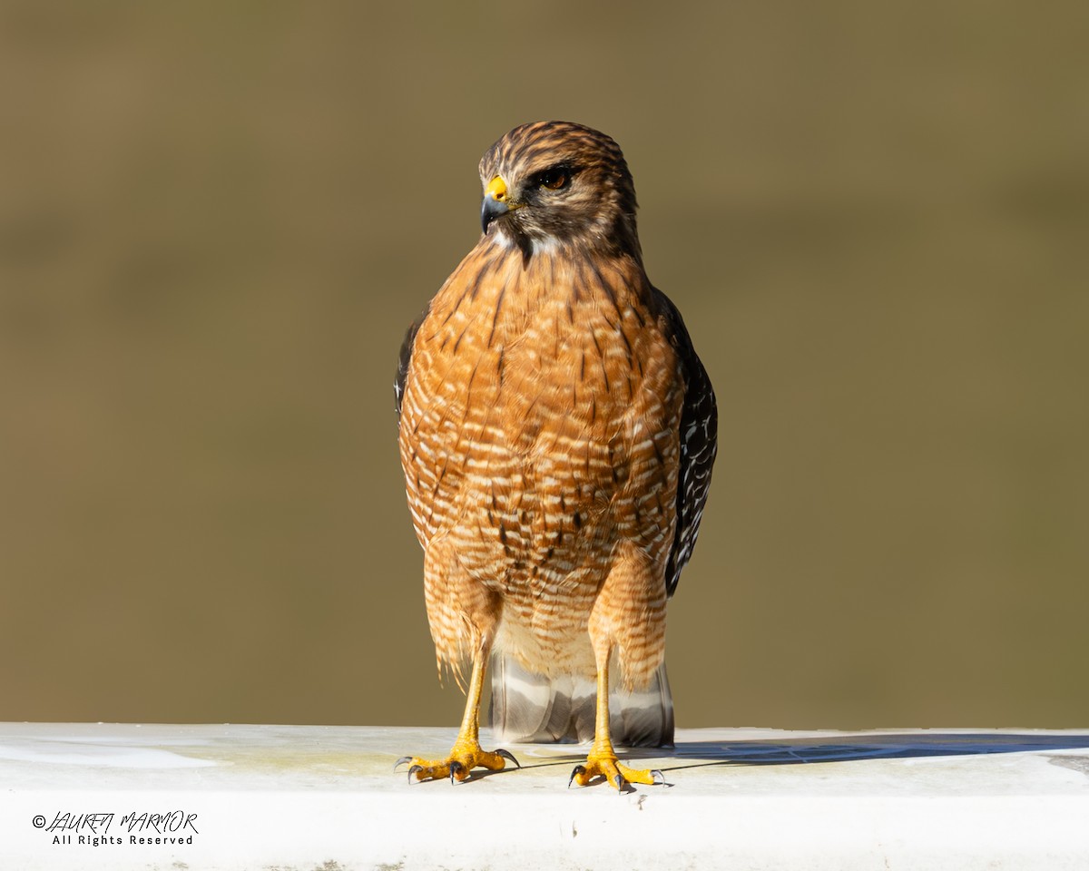 Red-shouldered Hawk - ML646321784