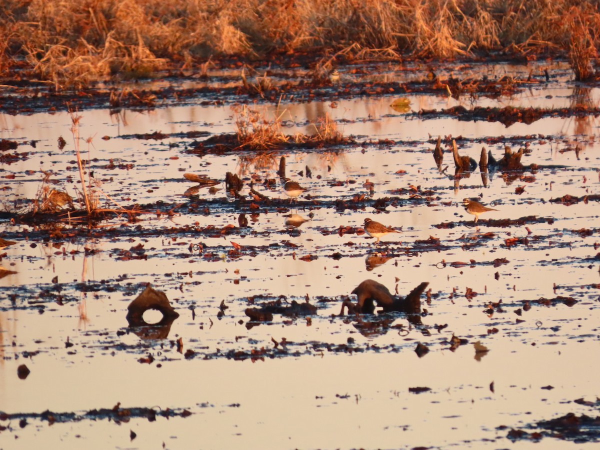 Killdeer - ML646321787