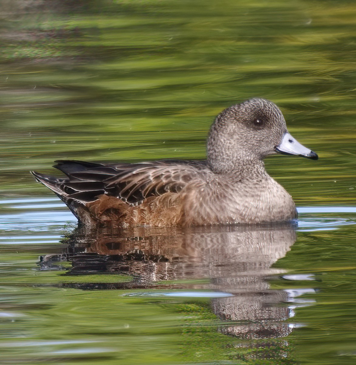 hvízdák americký - ML646321789