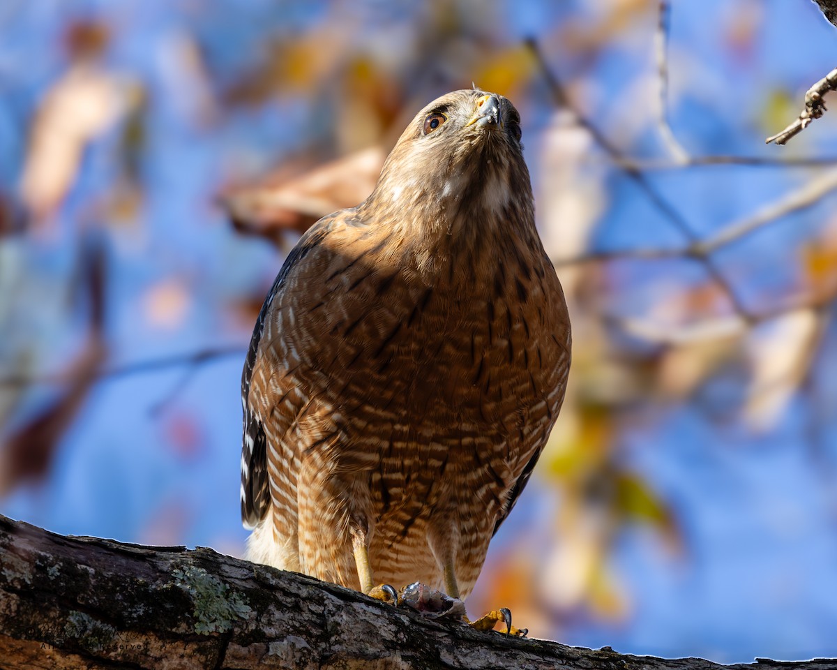Red-shouldered Hawk - ML646321790