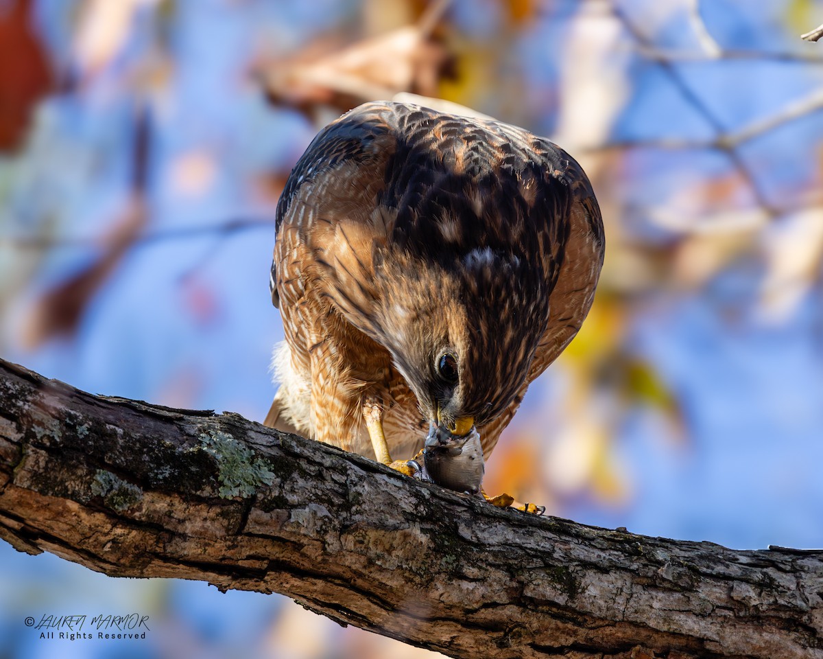 Red-shouldered Hawk - ML646321791