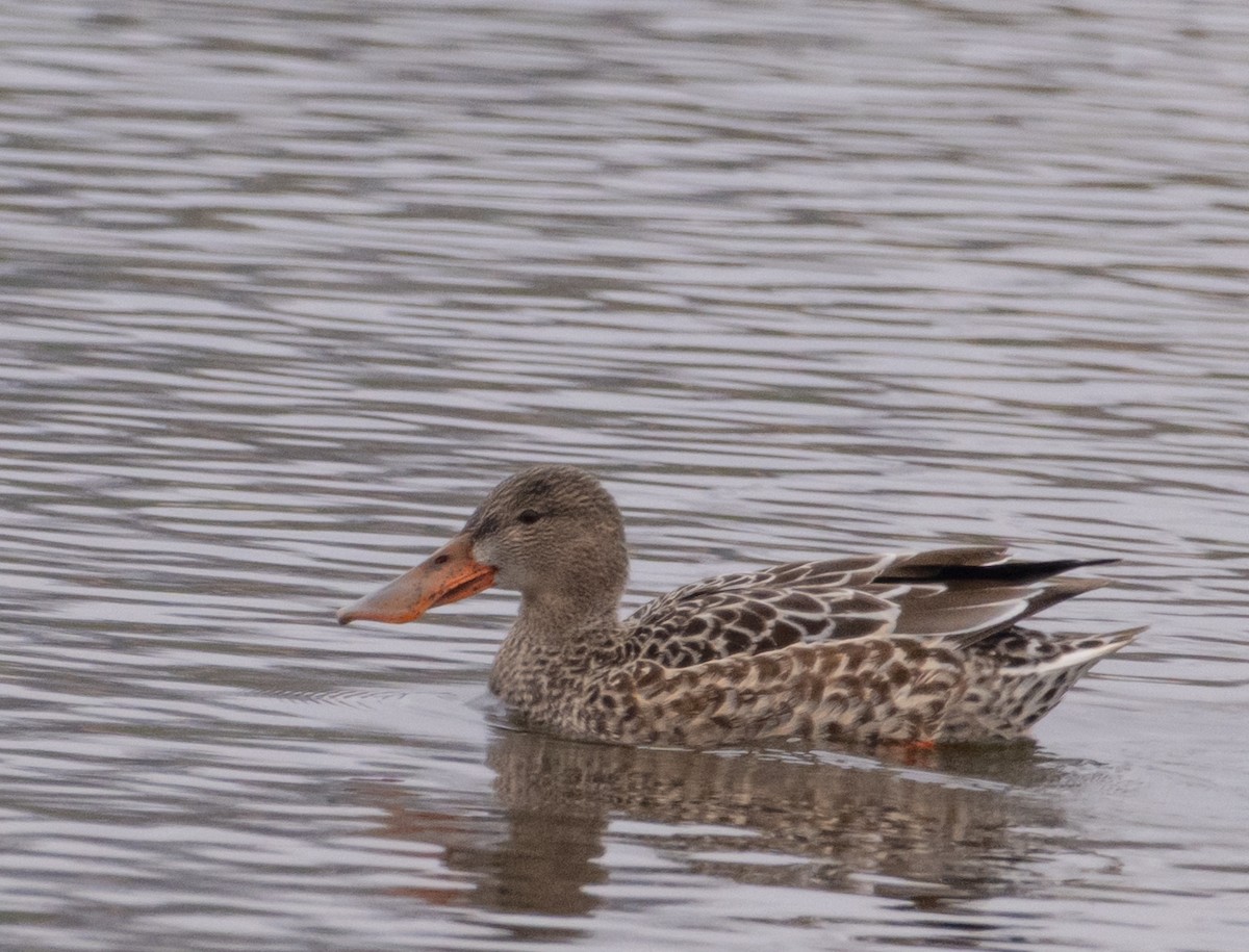 琵嘴鴨 - ML646321792