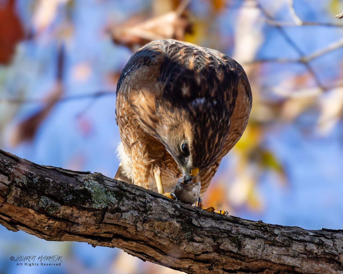 Red-shouldered Hawk - ML646321795