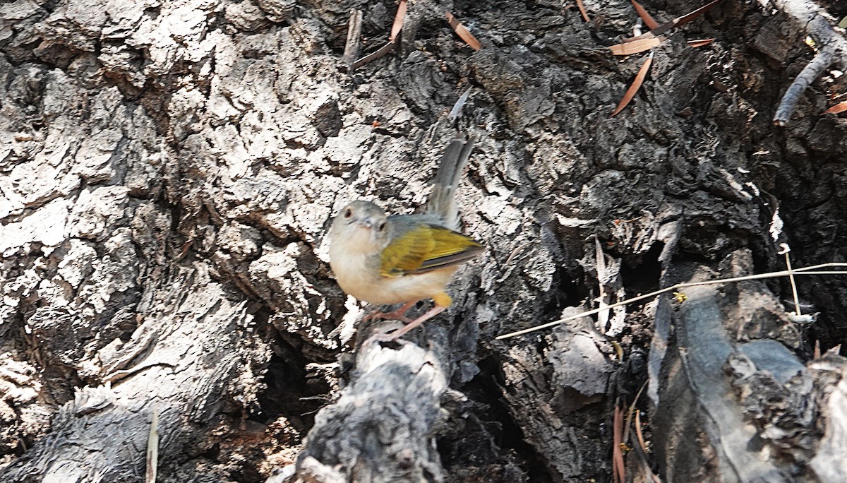 Green-backed Camaroptera - ML646321796