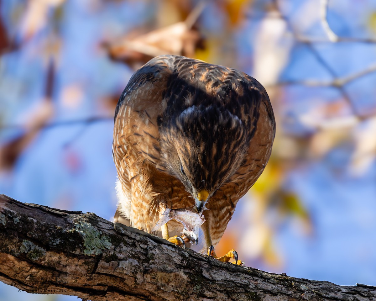 Red-shouldered Hawk - ML646321797