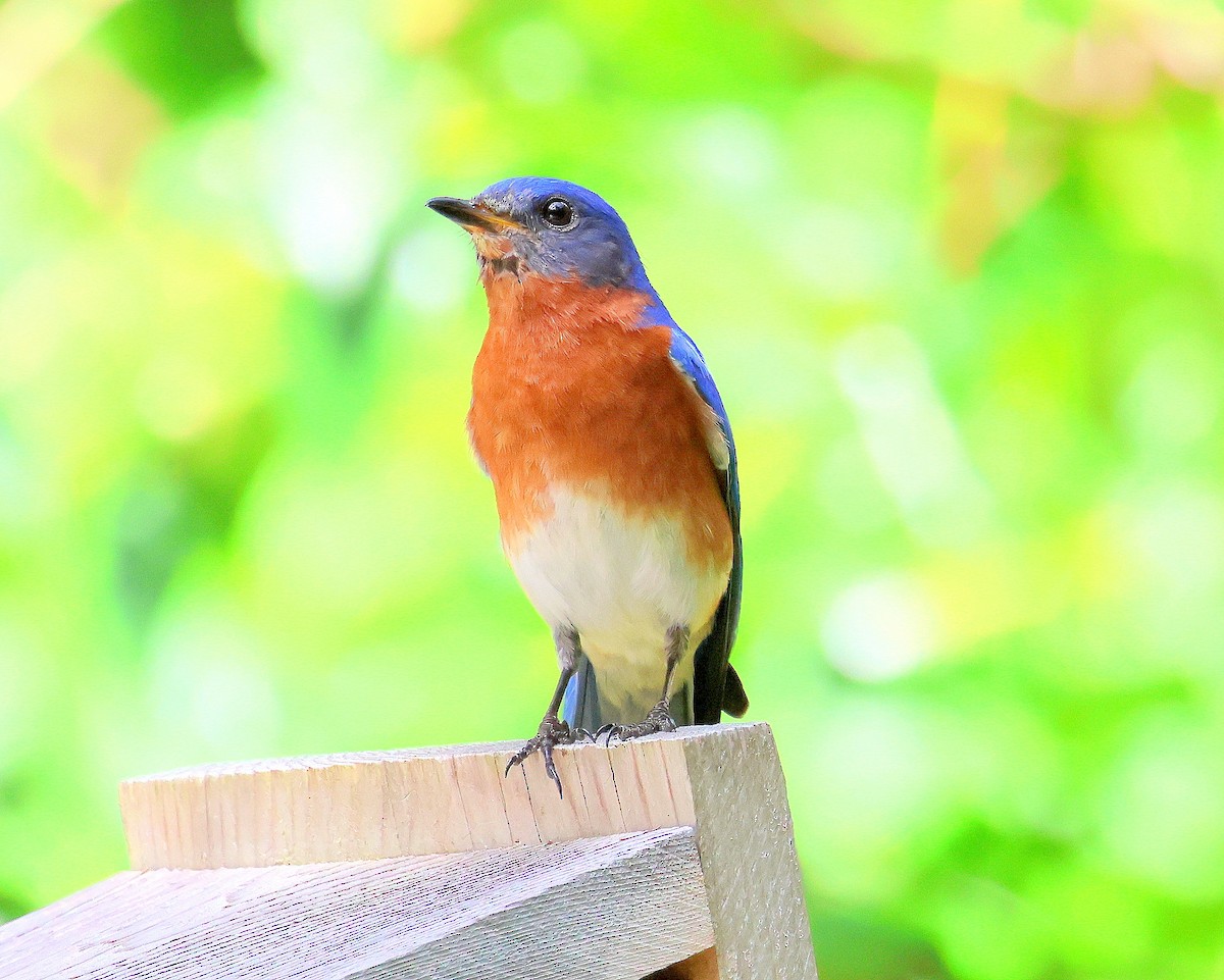 Eastern Bluebird - ML646321799