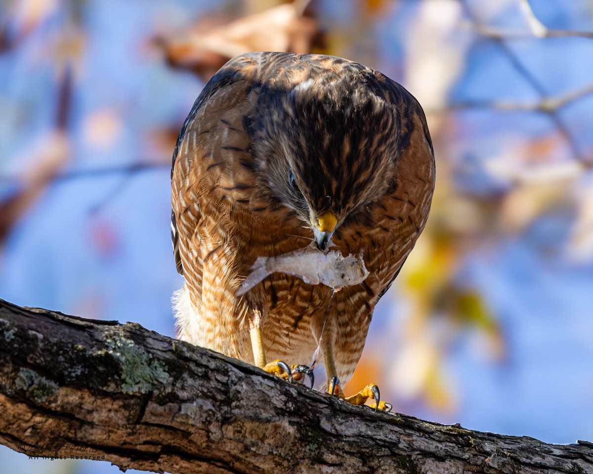 Red-shouldered Hawk - ML646321801