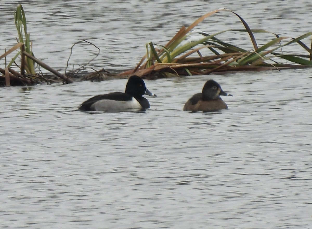 Ring-necked Duck - ML646321802