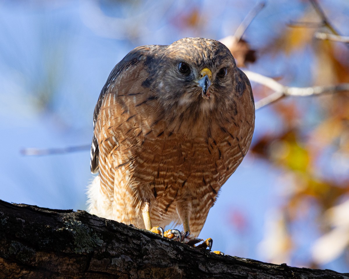 Red-shouldered Hawk - ML646321806