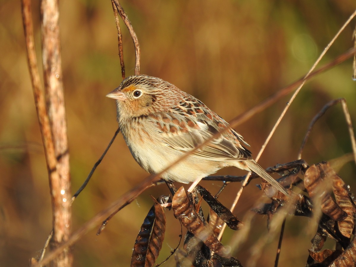 Grasshopper Sparrow - ML646321807