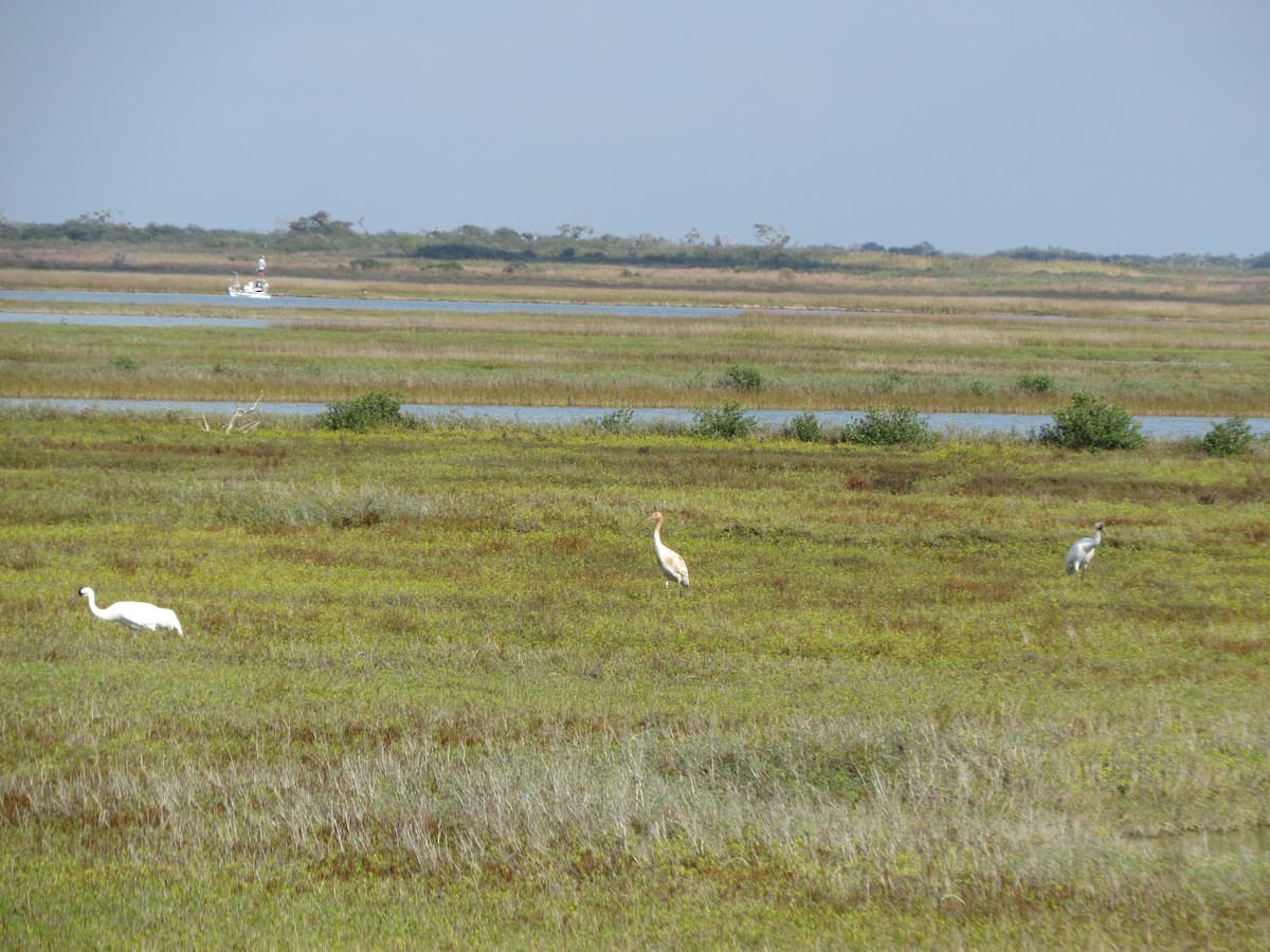 trompettrane - ML646321808