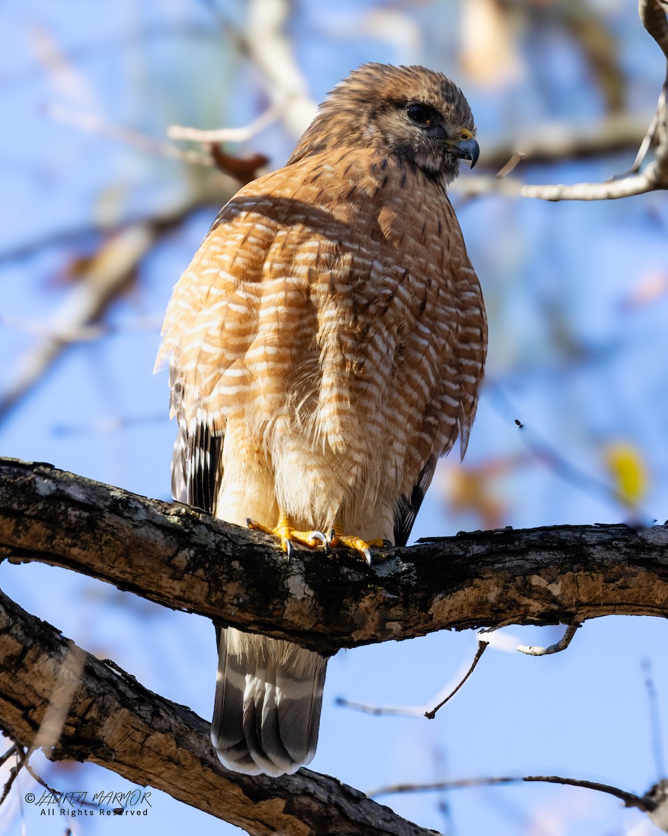 Red-shouldered Hawk - ML646321809