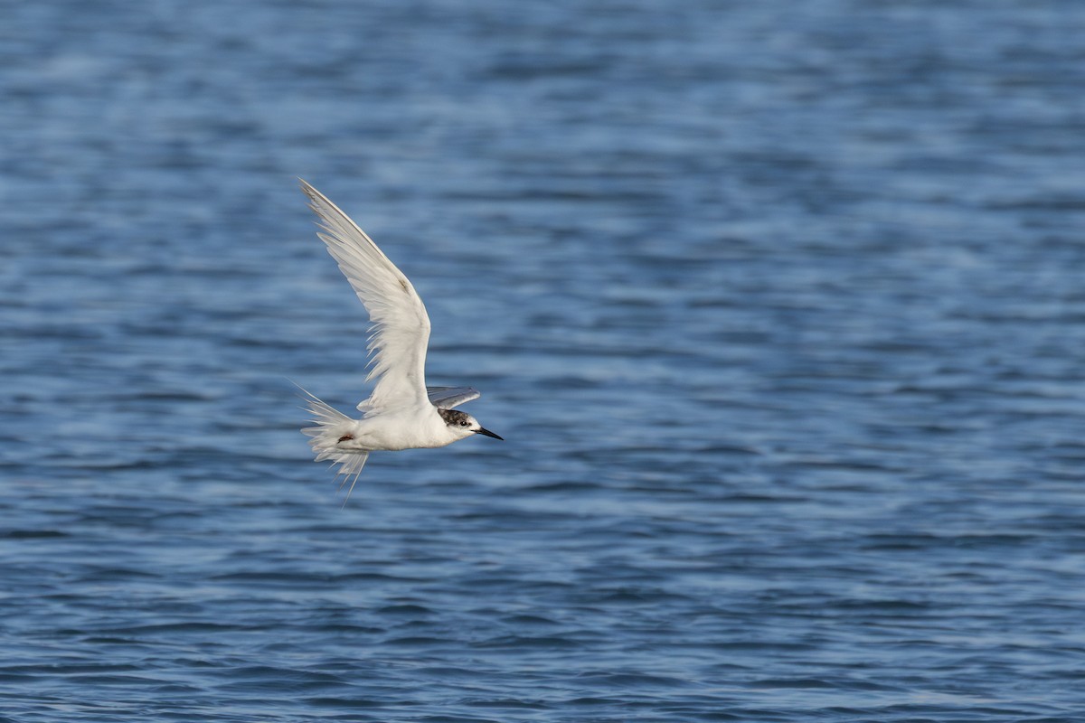 燕鷗 - ML646321810