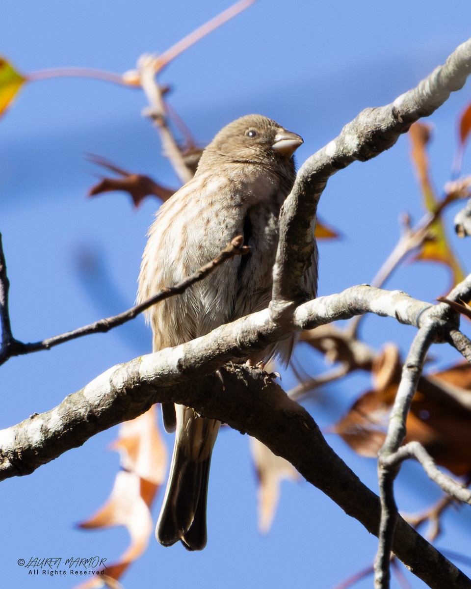House Finch - ML646321813