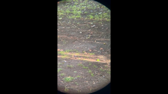 Olive-backed Pipit - ML646321814