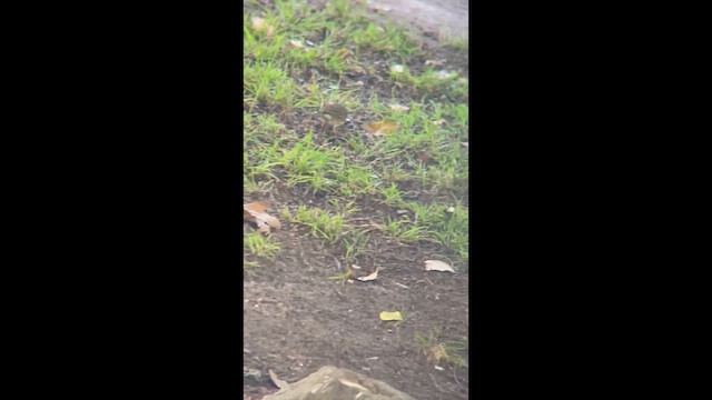 linduška olivová - ML646321815