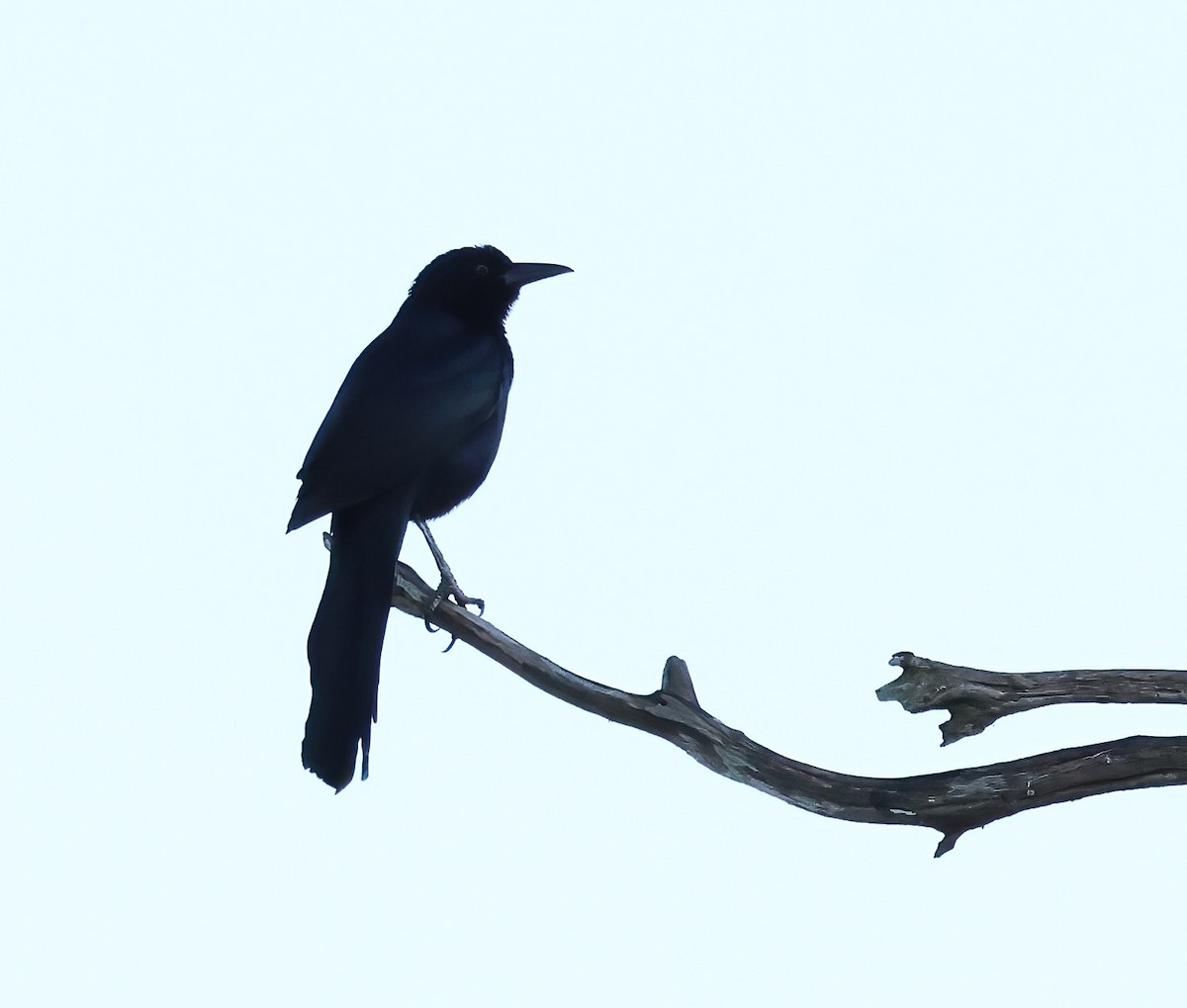 Great-tailed Grackle - ML646321816