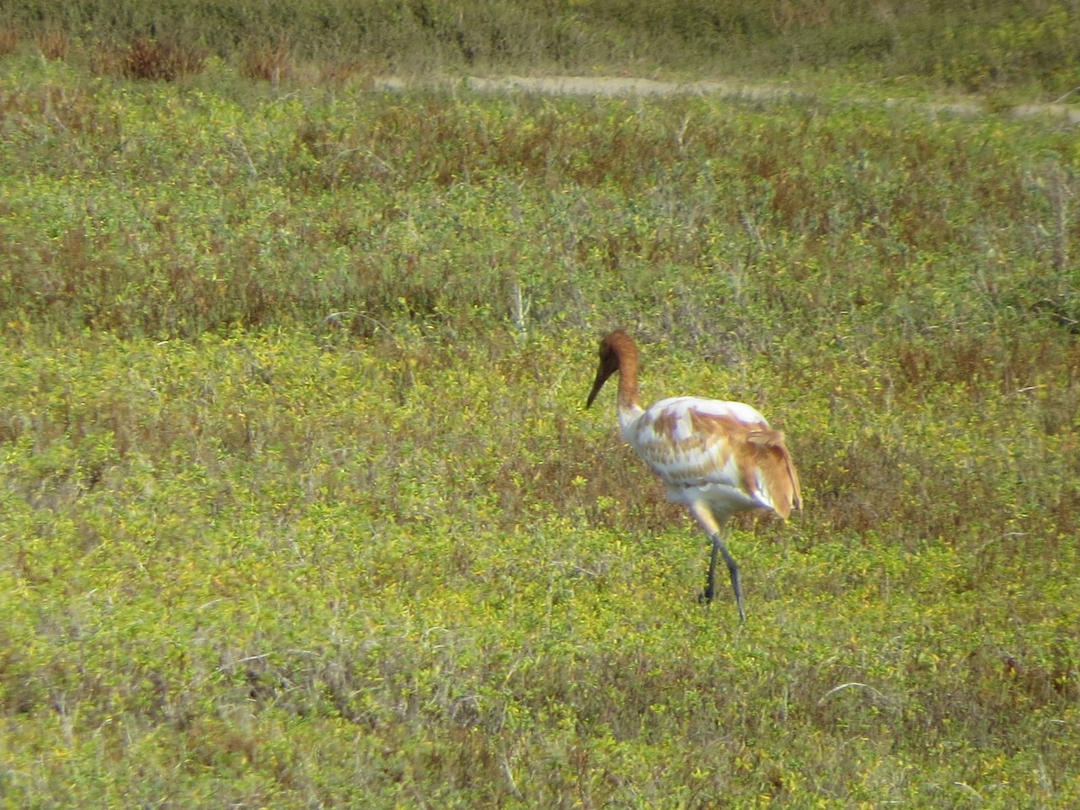 Whooping Crane - ML646321817
