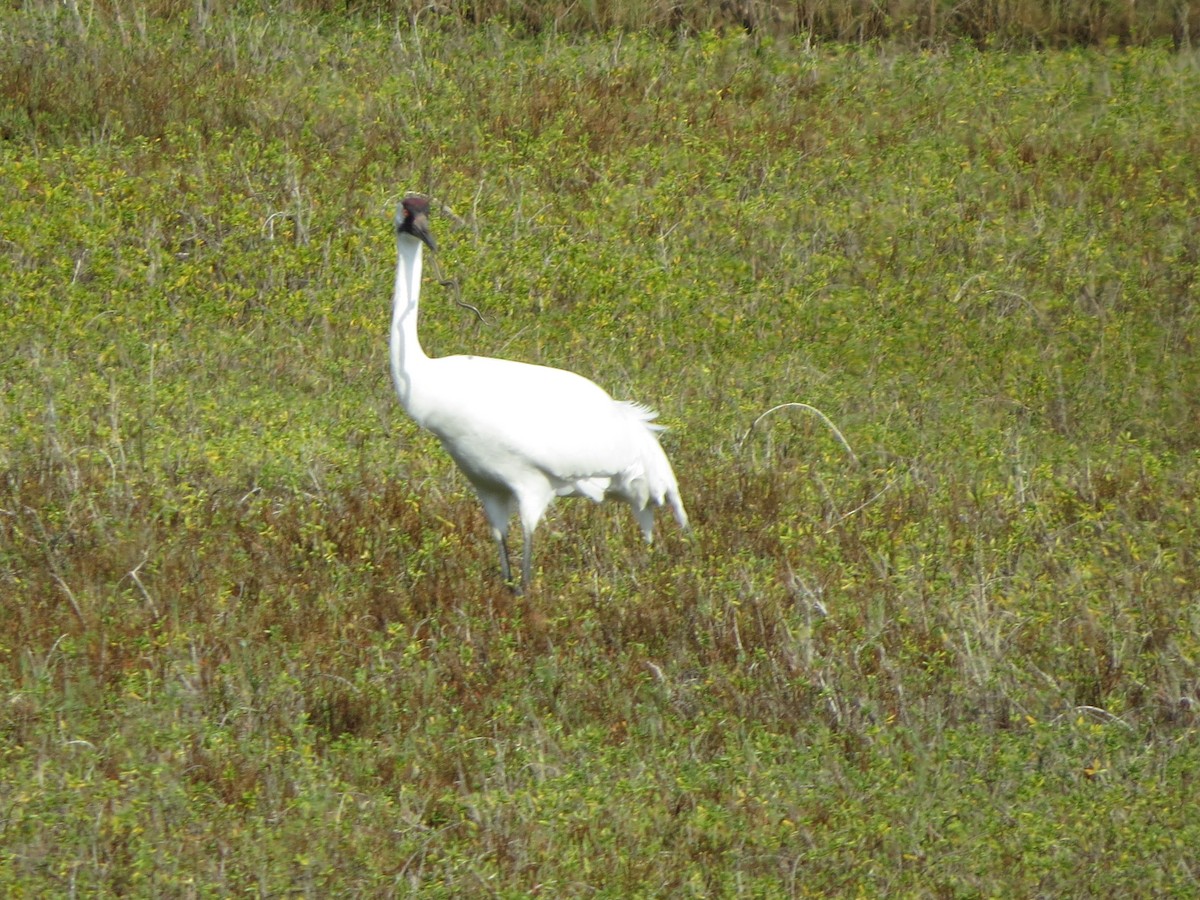 Whooping Crane - ML646321818