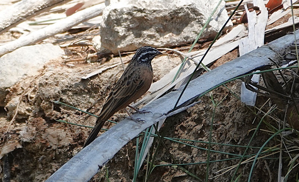 Cinnamon-breasted Bunting - ML646321819