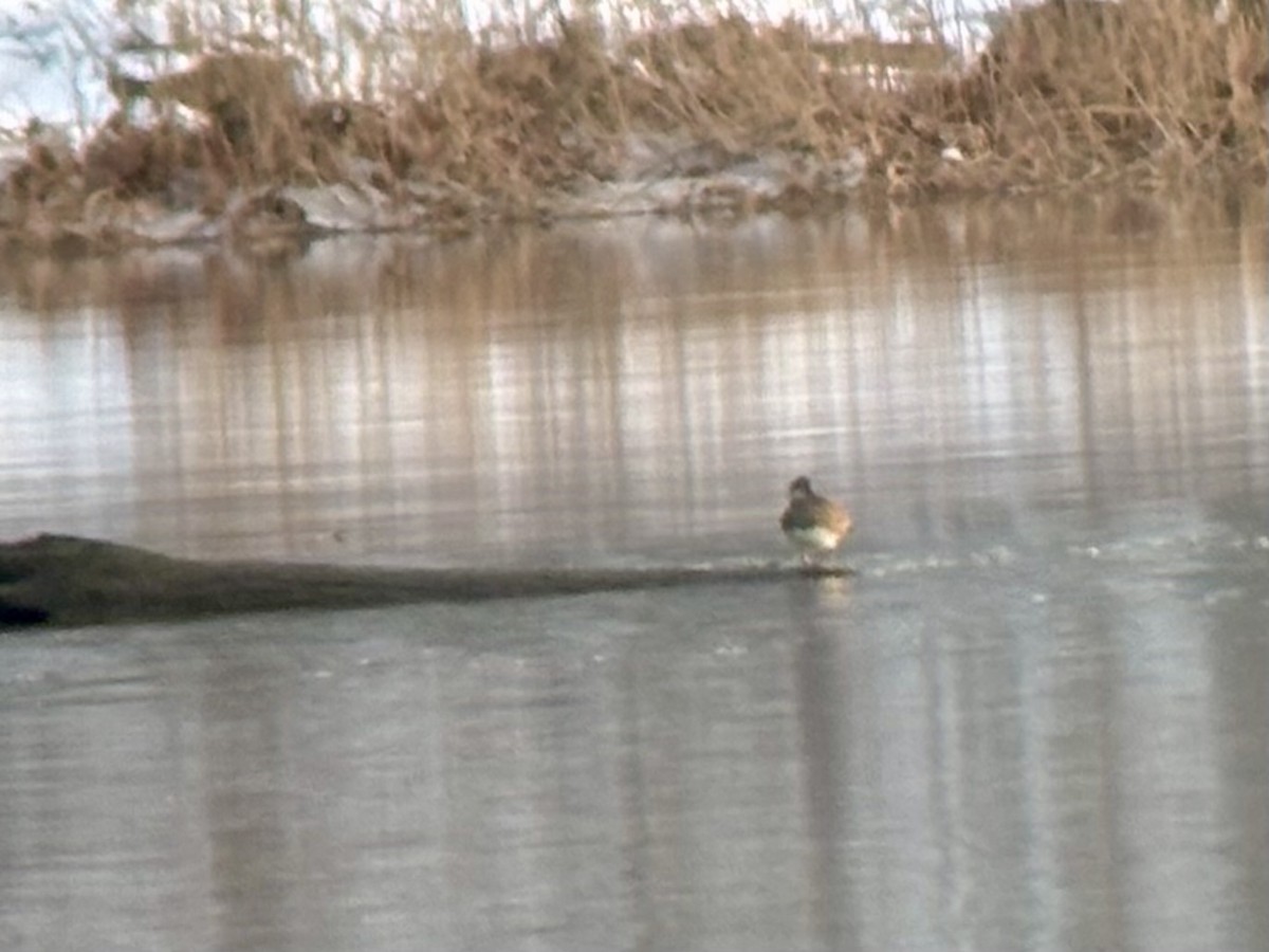 Gadwall - ML646321821