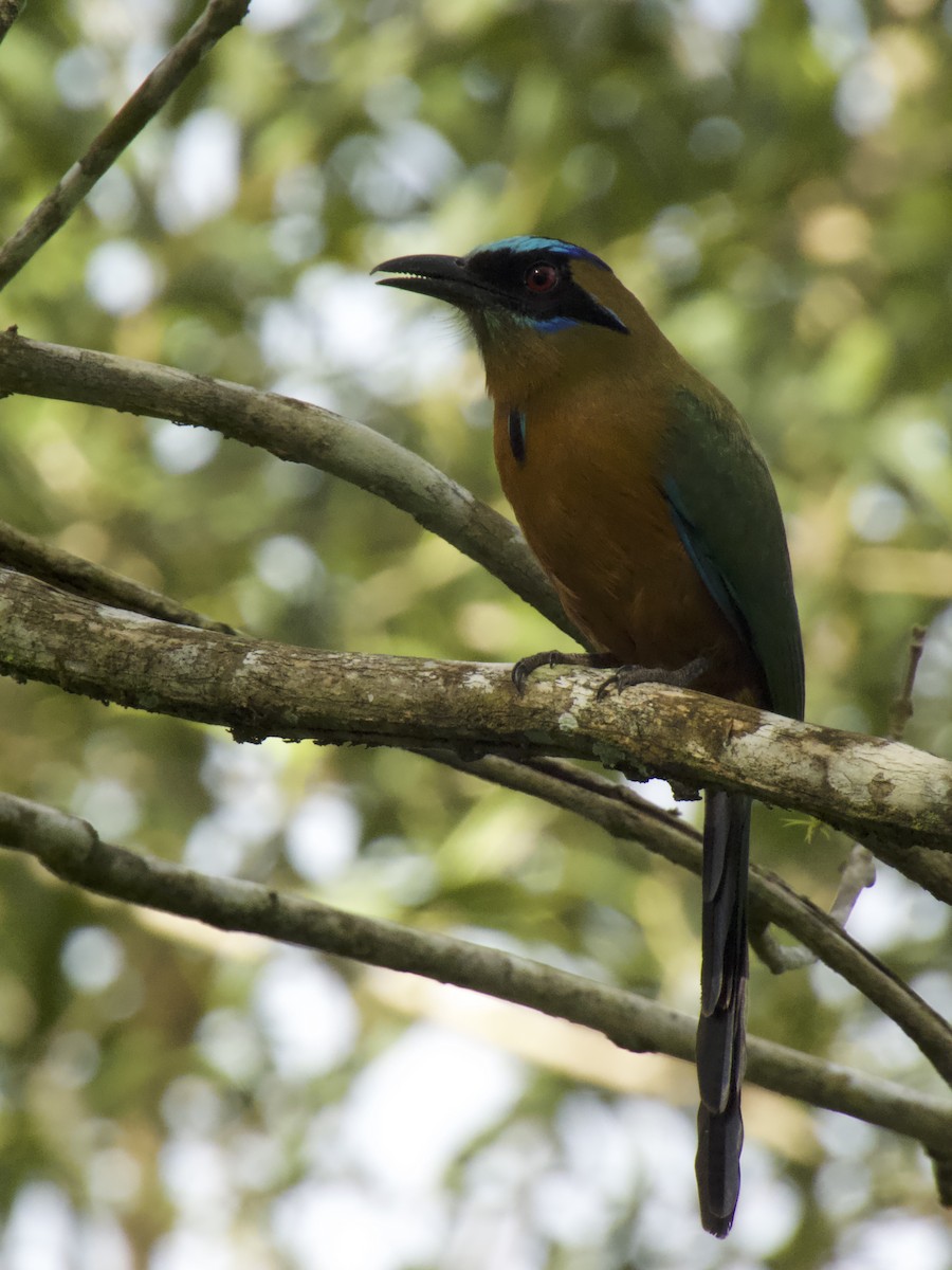 Whooping Motmot - ML646321822