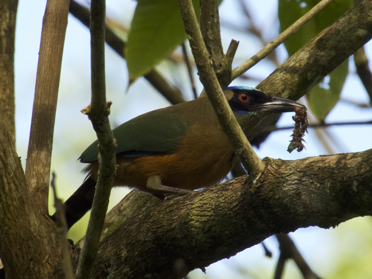 Whooping Motmot - ML646321823
