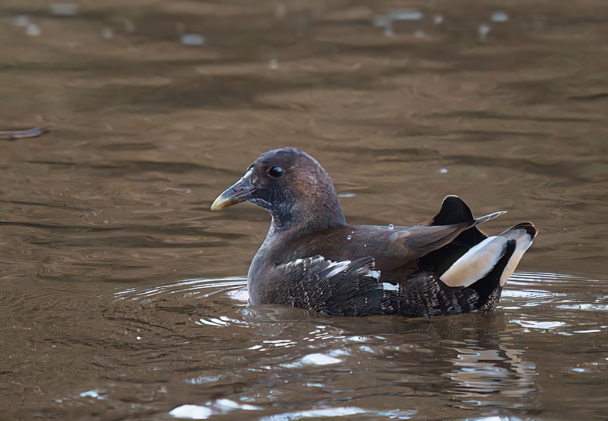 Eurasian Moorhen - ML646321824
