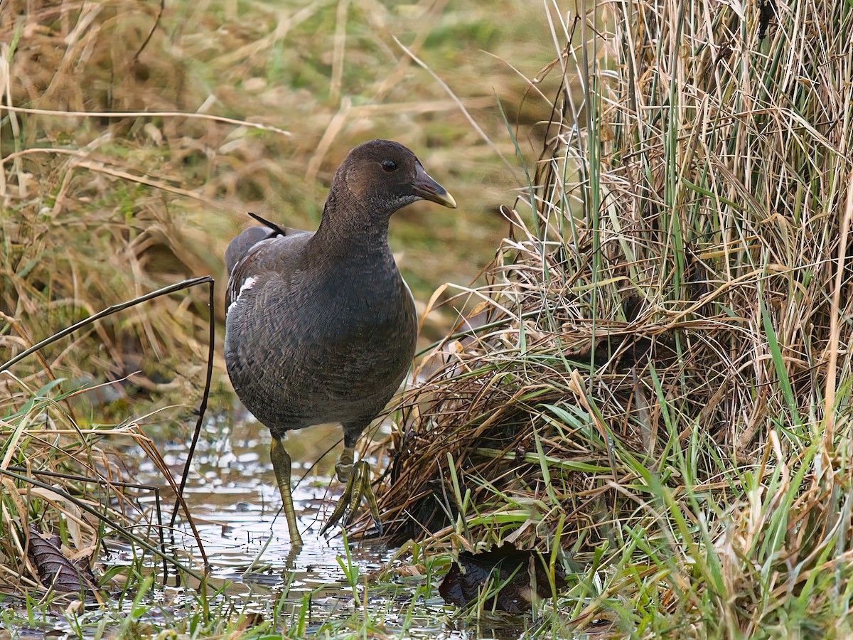 Eurasian Moorhen - ML646321825
