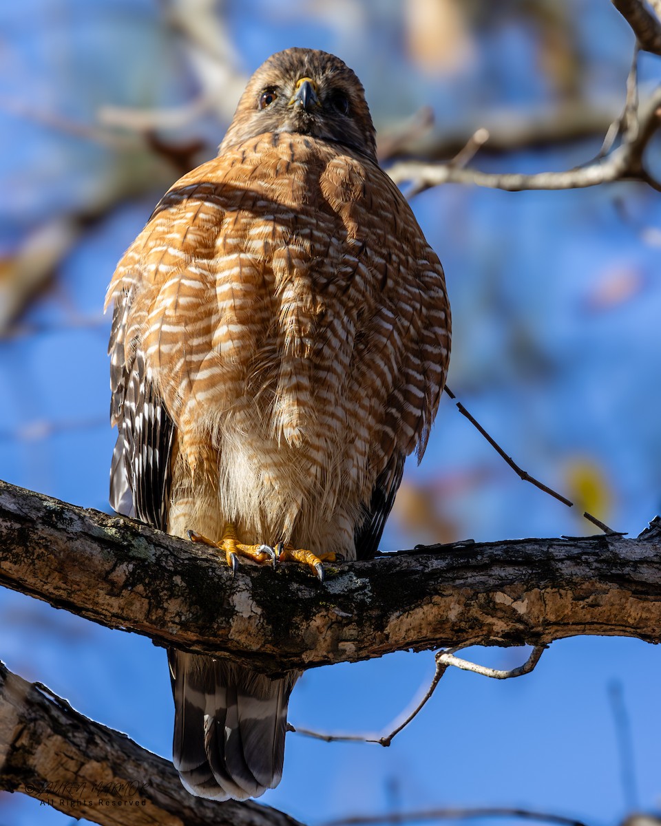 Red-shouldered Hawk - ML646321827