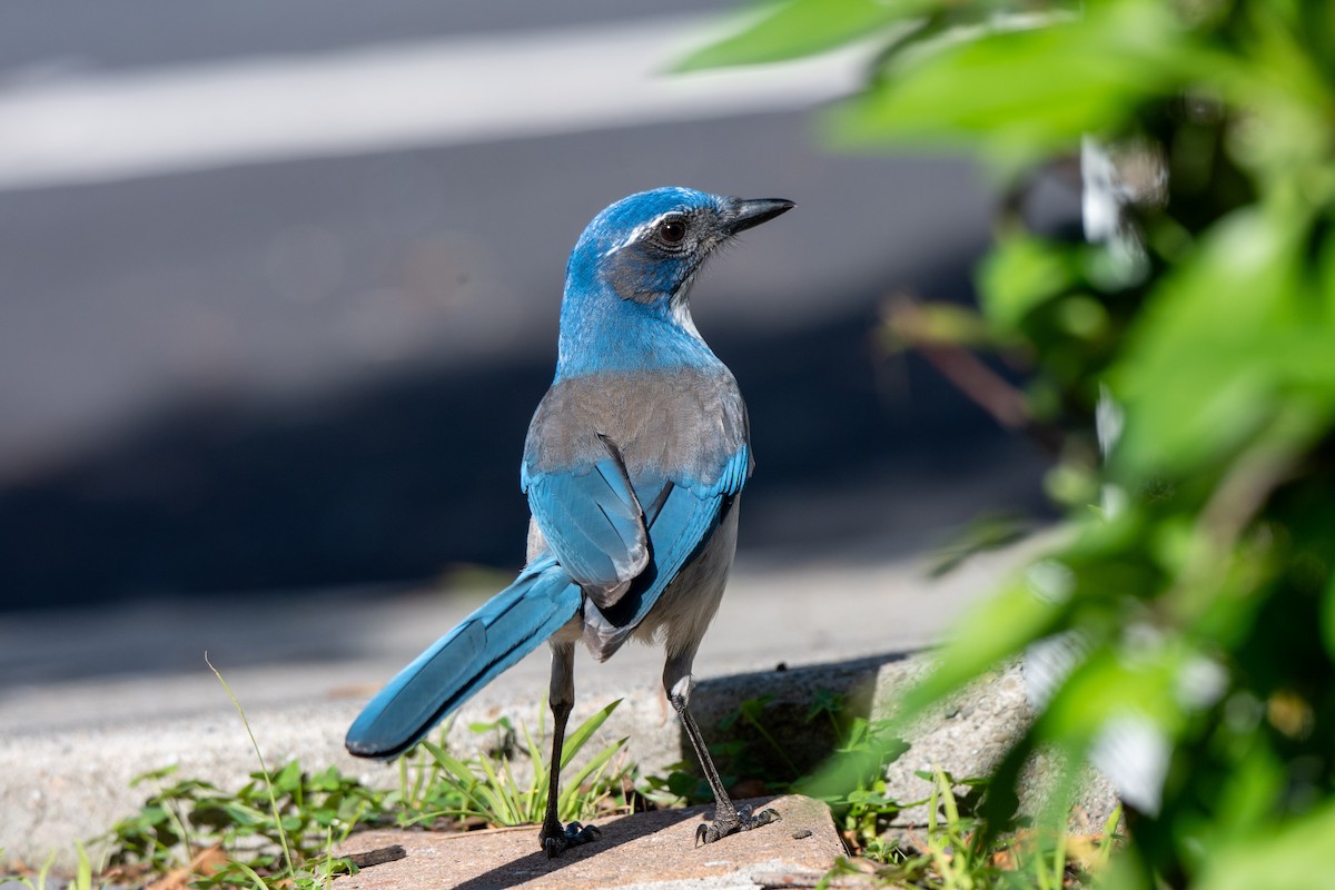 California Scrub-Jay - ML646321828