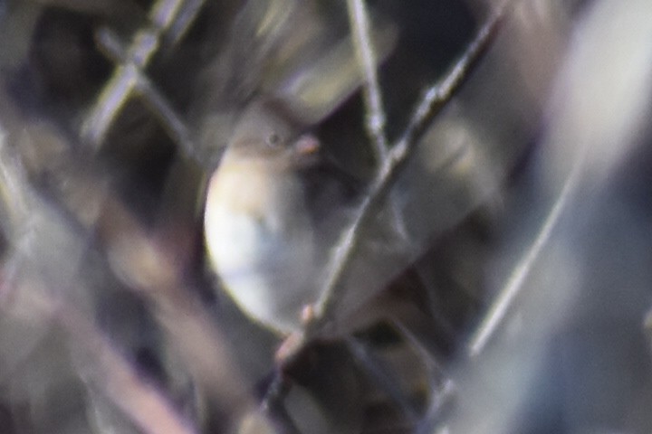 Field Sparrow - ML646321830