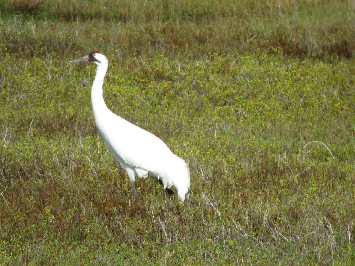 Whooping Crane - ML646321833