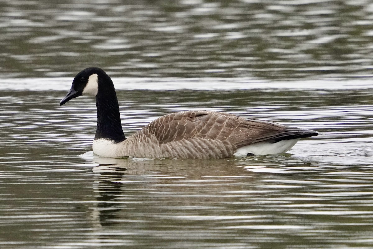 Canada Goose - ML646321838