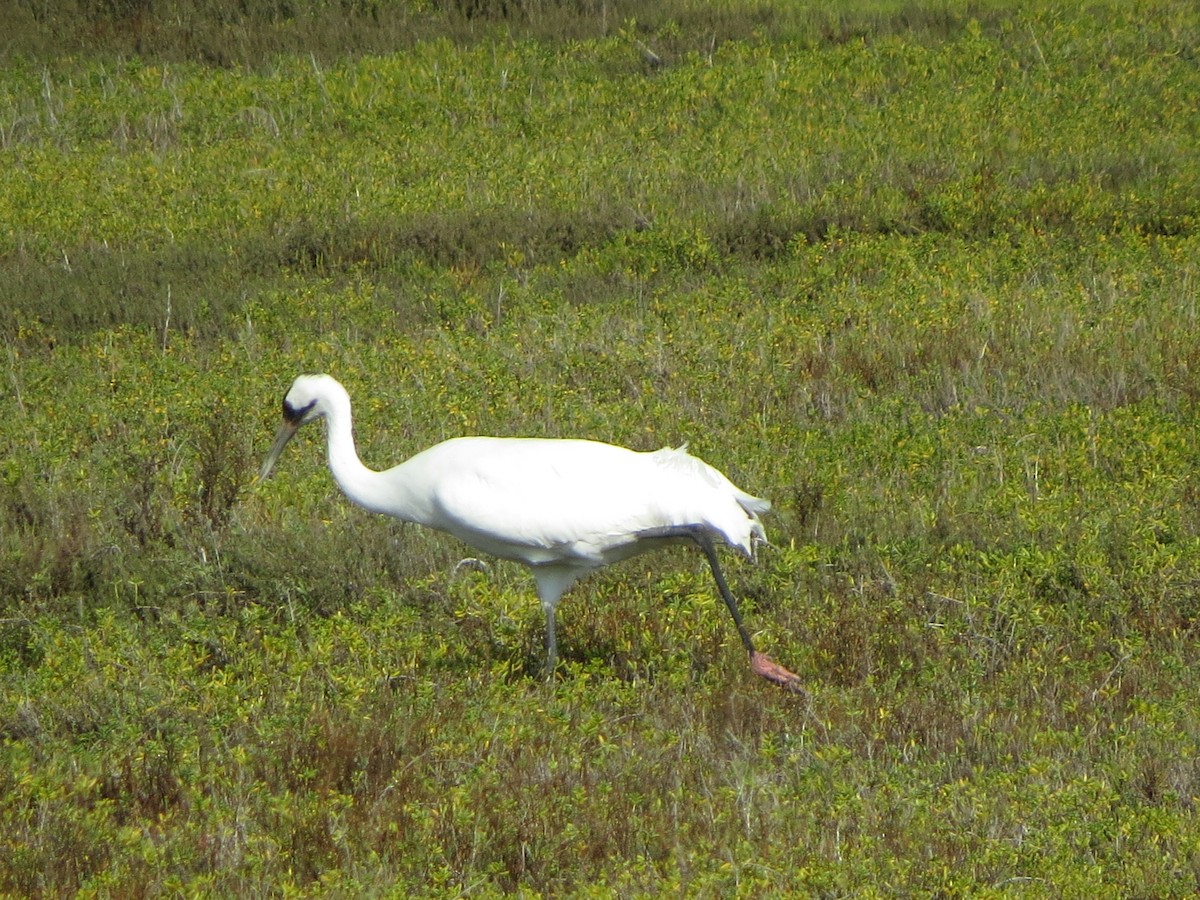 Whooping Crane - ML646321840