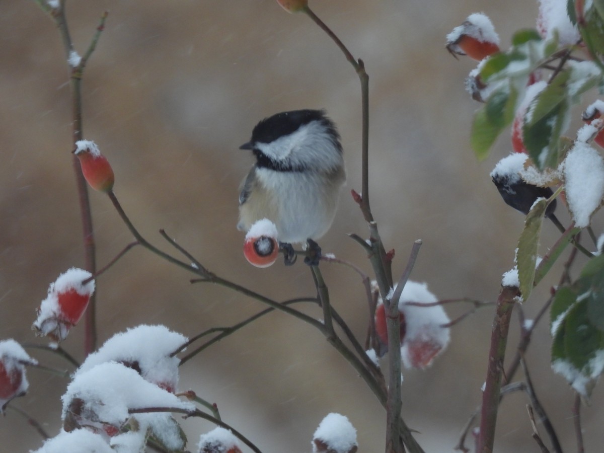 Black-capped Chickadee - ML646321841