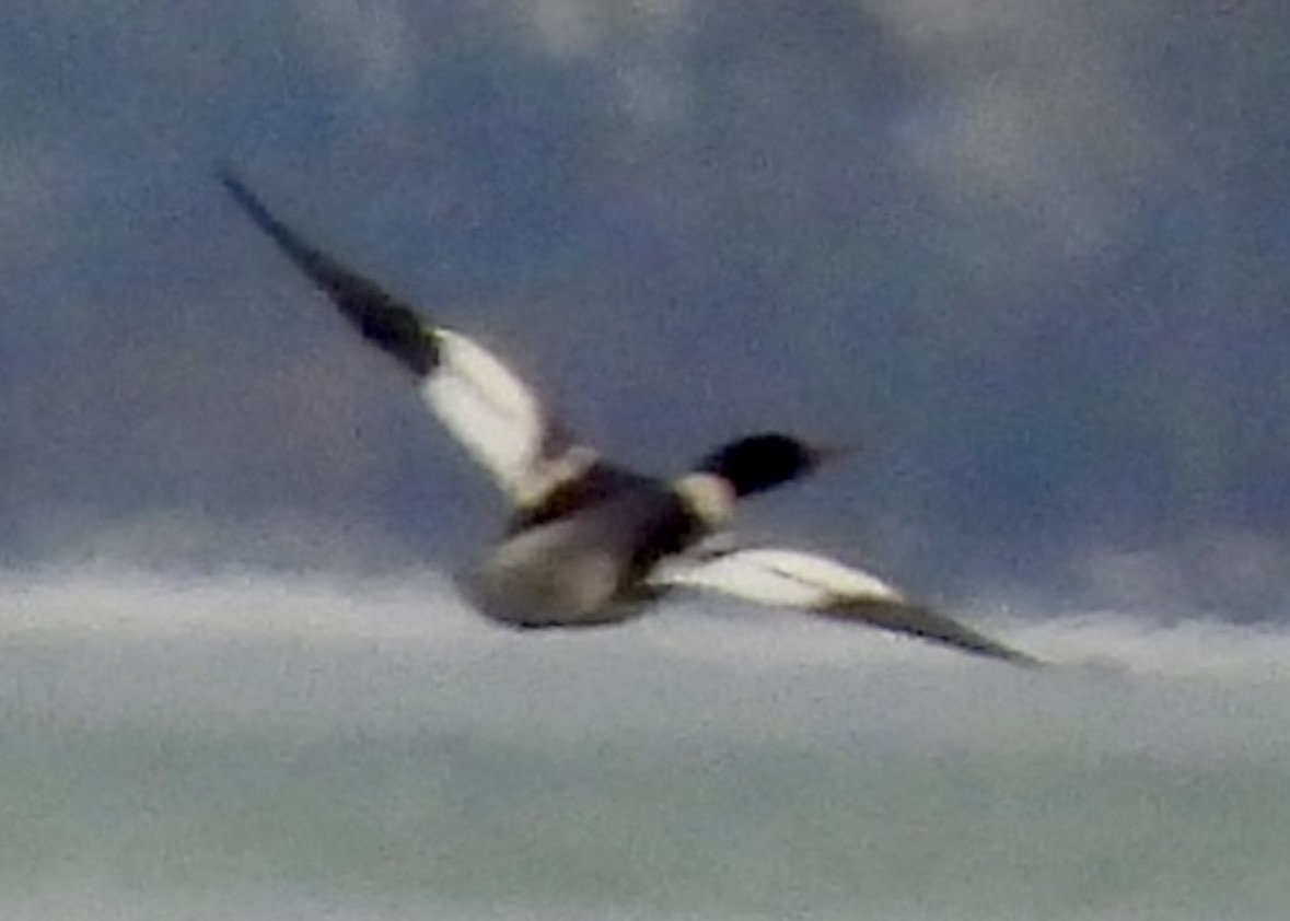 Common Merganser - ML646321843