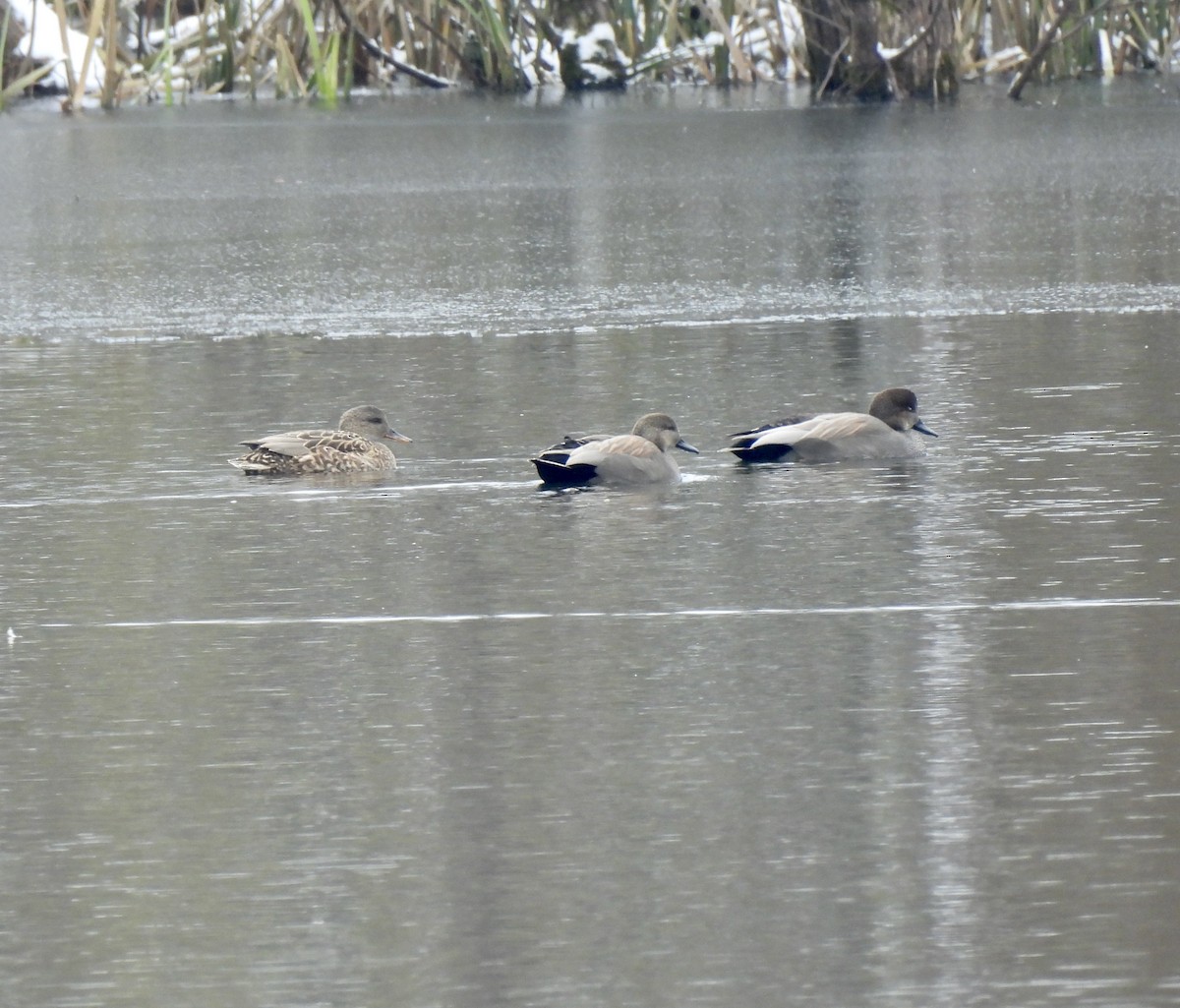 Gadwall - ML646321845