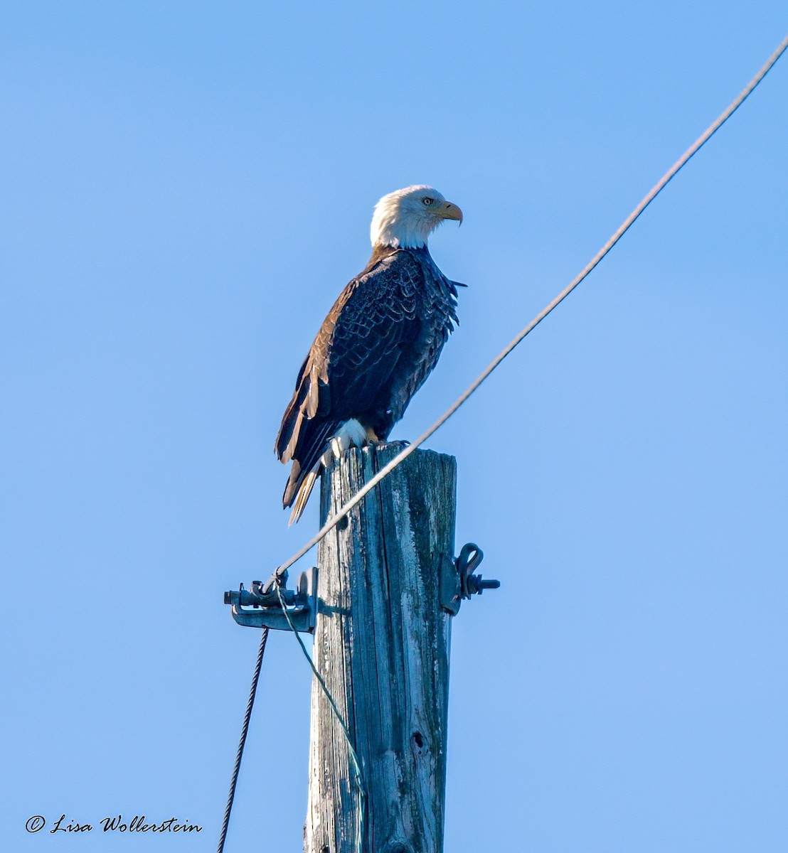 Bald Eagle - ML646321847