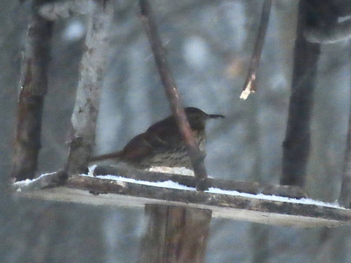 Brown Thrasher - ML646321848