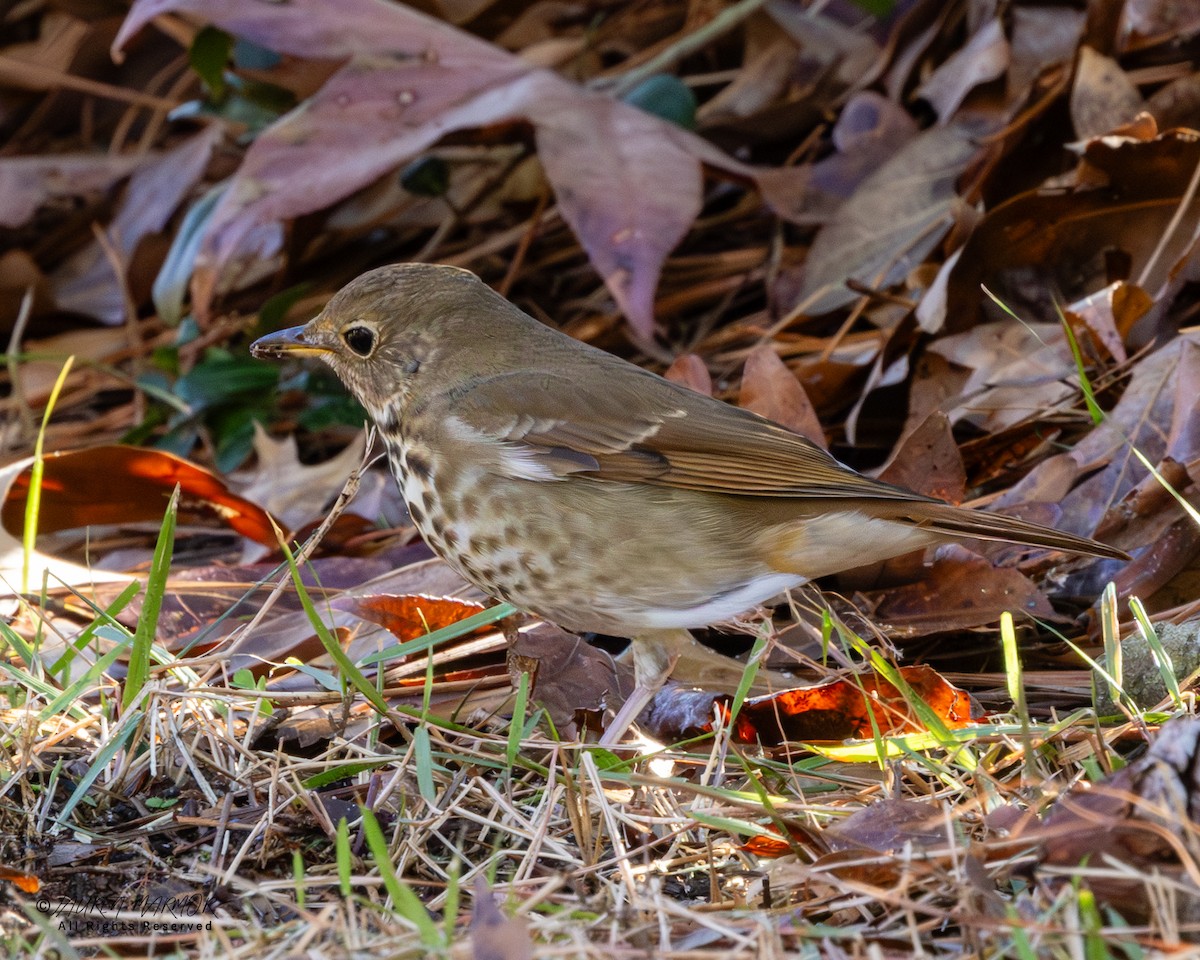 Hermit Thrush - ML646321849
