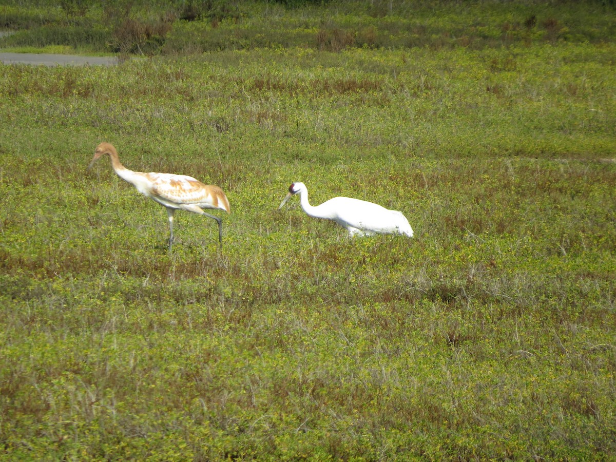 trompettrane - ML646321850