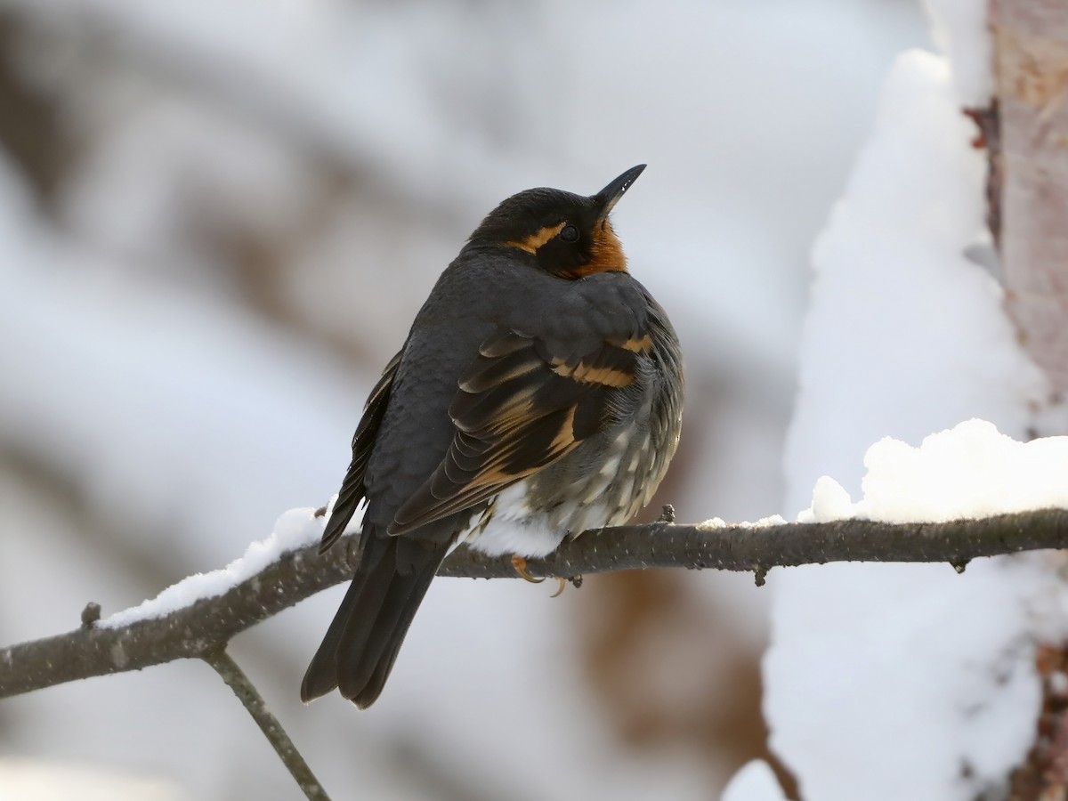 drozd pruhokřídlý - ML646321851