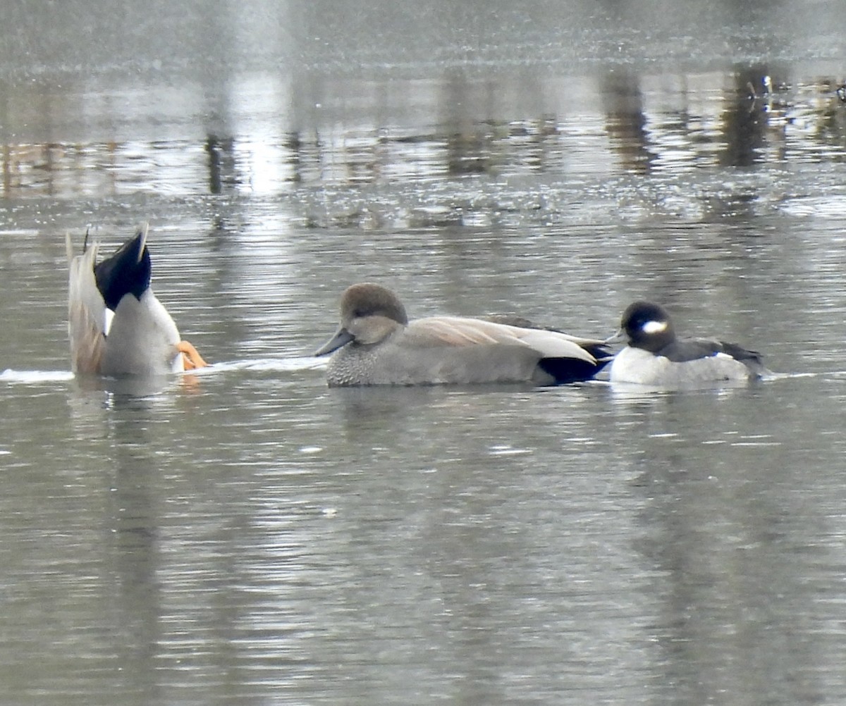 Bufflehead - ML646321859