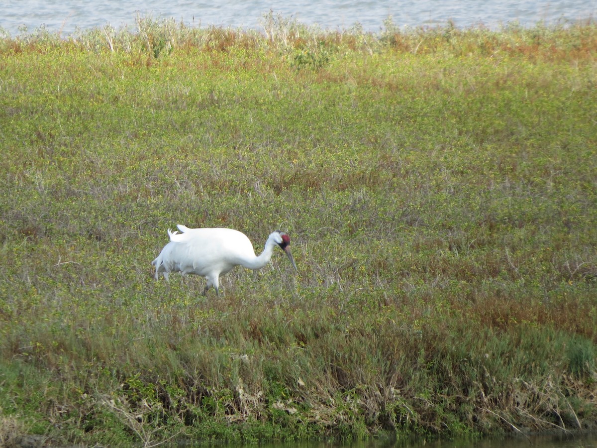 trompettrane - ML646321869