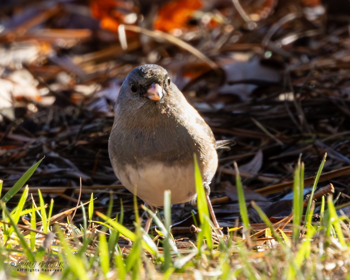 Dark-eyed Junco - ML646321870