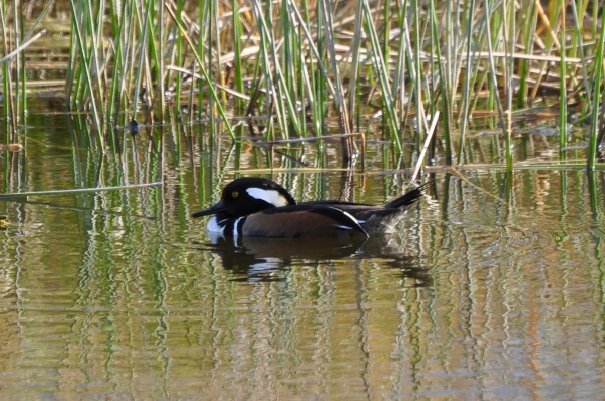Hooded Merganser - ML646321872